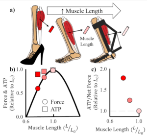 Read more about the article New Paper – Shorter fascicle lengths increase metabolic cost of locomotion