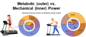 Read more about the article PoWeR Lab Launches on LinkedIn & Receives Grant for Aging Research